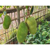 Vietnam Super Earli Jackfruit Plant - Breed: Hybrid Or Local Variant