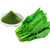 Spinach Extract Powder - Moisture (%): <10