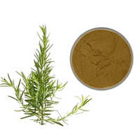 Organic Rosemary Extract - 25 Kg Hdpe Drum | 100% Purity, Medical Grade, Soluble Powder, Shelf Life Up To 36 Months, Moisture <10%