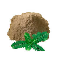 Phyllantus  Niruri Extract Powder - Grade: Industrial Grade