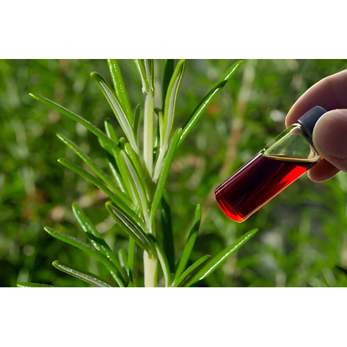 Rosemary Oleoresin Oil