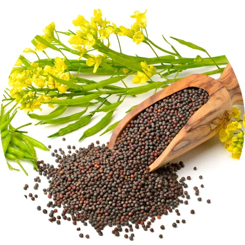 Black Mustard Seeds Extract - Color: Brown