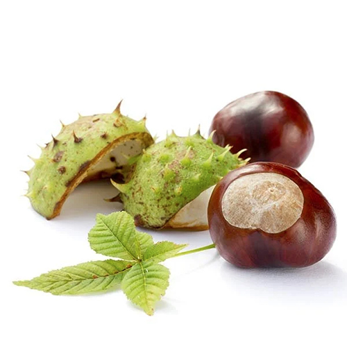 Horse Chestnut Extract Powder