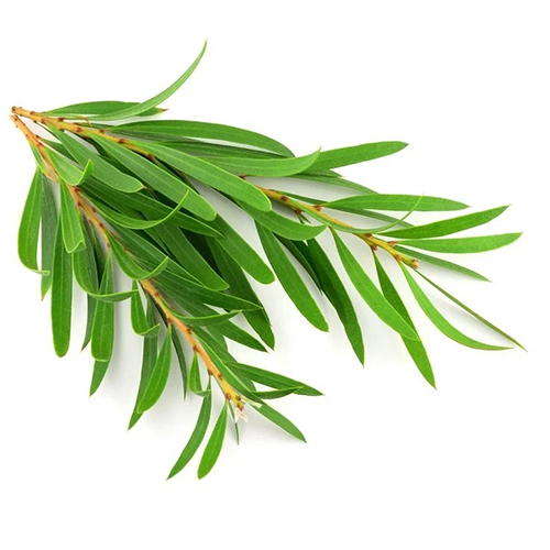 Tea Tree Floral Water