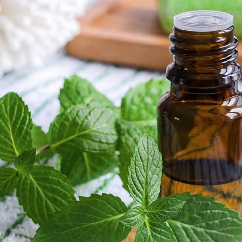Pudina Oil
