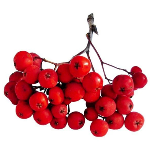 Butchers Broom Extract