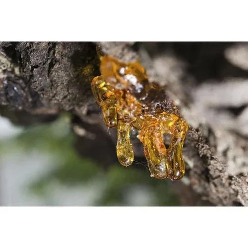 Copaiba Balsam Oil - Purity: 100 %