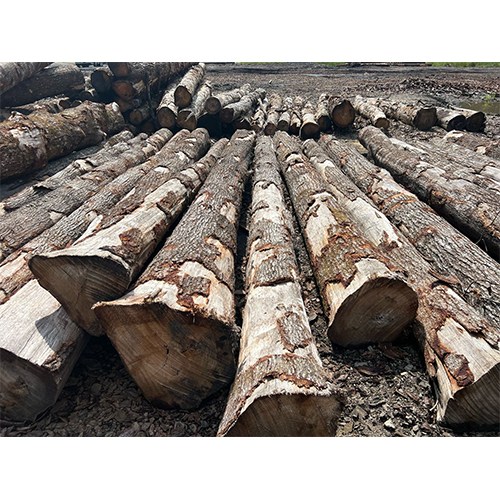 Wooden Log