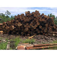 SYP Logs