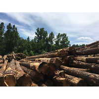 SYP Logs