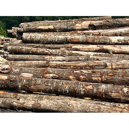 SYP Logs