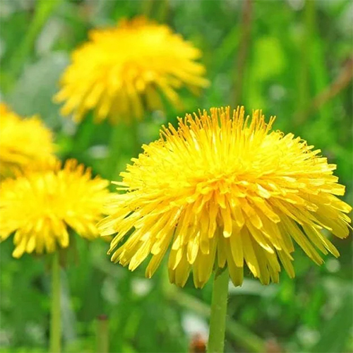 Dandelion Dry Extract
