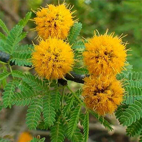 Babool Dry Extract - Ingredients: Herbs