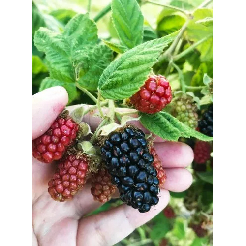 Blackberry Plant - Color: Green