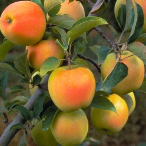 Dorset Golden Apple Plant - Shelf Life: 20 To 30 Years