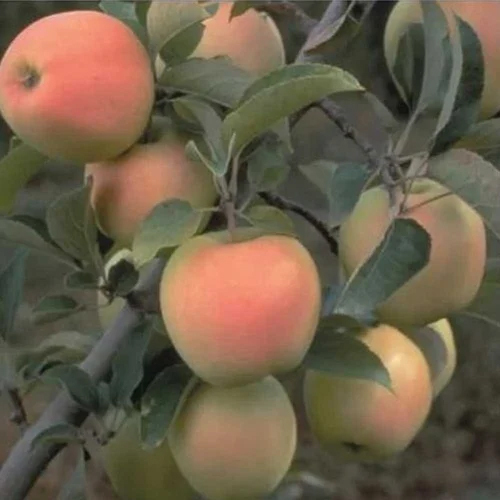 Dorset Golden Apple Plant - Shelf Life: 20 To 30 Years