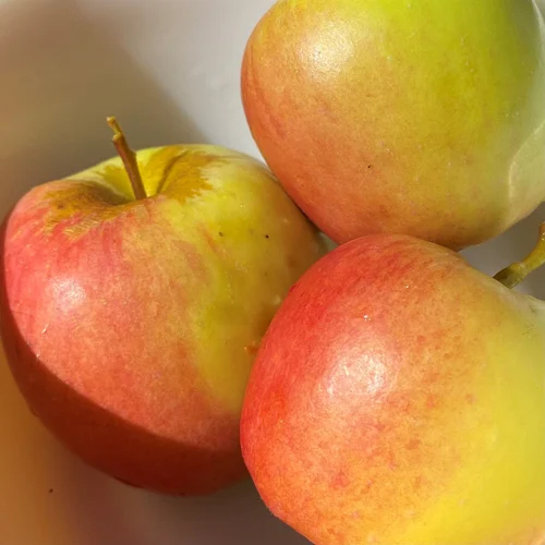 Dorset Golden Apple Plant - Shelf Life: 20 To 30 Years