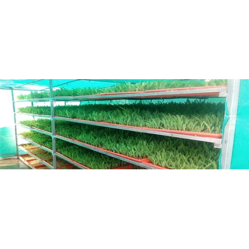 Hydroponic Fodder Trays - Color: White