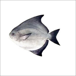 चीनी पोम्पफ्रेट मछली