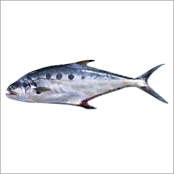 किंग फिश