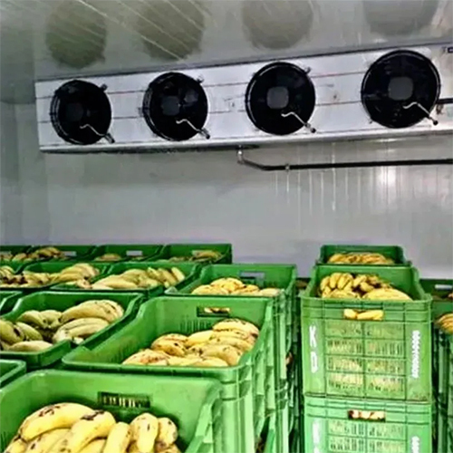 Automatic Banana Ripening Plant - Body Material: Metal