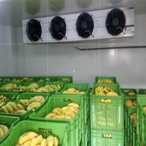 Blue Star Banana Ripening Chamber - Color: White