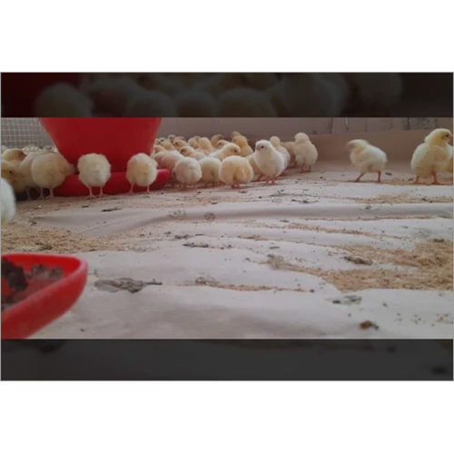 Poultry Paper Brooding Paper Chick Paper For Poulty Farming - Color: White