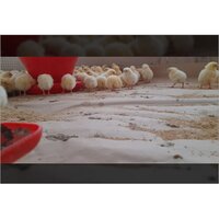 Poultry Paper Brooding Paper Chick Paper for Poulty Farming