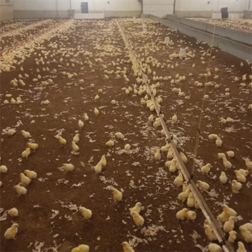 Poultry Paper Brooding Paper Chick Paper For Poulty Farming - Color: White