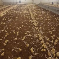 Poultry Paper Brooding Paper Chick Paper for Poulty Farming