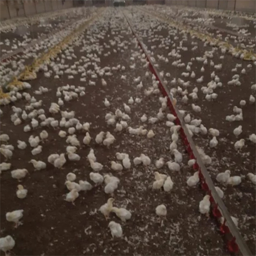 Poultry Paper Brooding Paper Chick Paper For Poulty Farming - Color: White