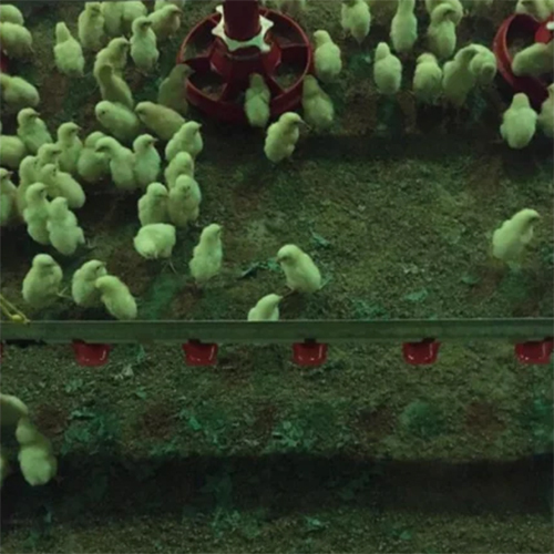 Poultry Paper Brooding Paper Chick Paper For Poulty Farming - Color: White