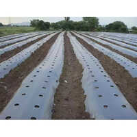 Mulching Paper Sheet