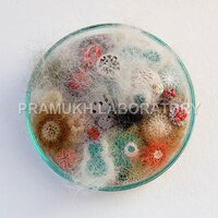 Alcaligenes Faecalis Testing सेवाएं