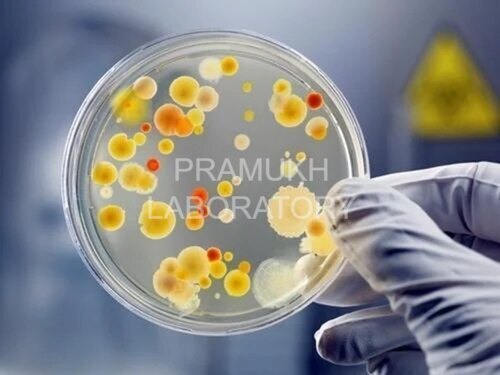 Salmonella Rostock Testing सेवाएं