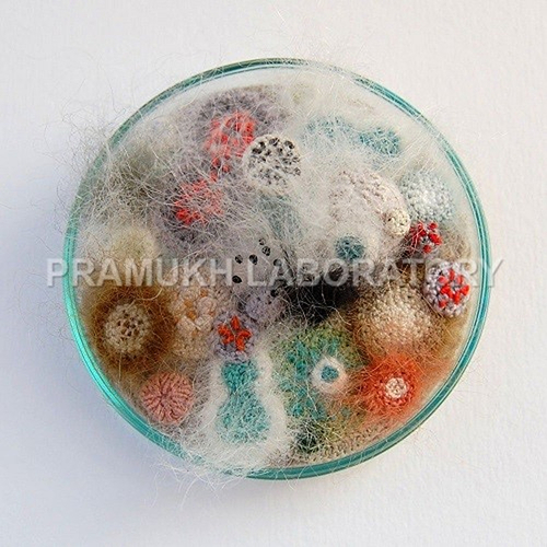 Bacillus Diphtheria Testing Services