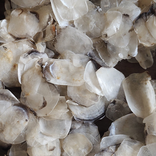 White Fish Scale