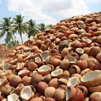 Fresh Coconut Copra
