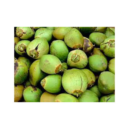 Green Tender Coconut - Cultivation Type: Organic