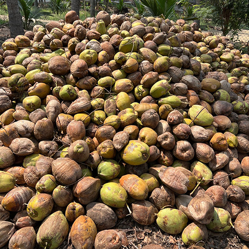 Fresh Raw Coconut - Color: Ligh Brown