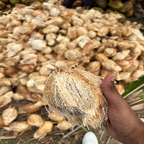 Natural Husked Coconut - Color: Brown