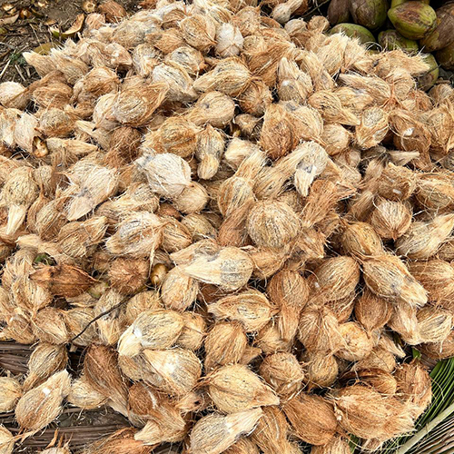 Fresh Husked Coconut - Organic, Natural Size, Rich Brown Color, Full-Husked Layer, Oval Shape | Sourced from Trusted Cultivators