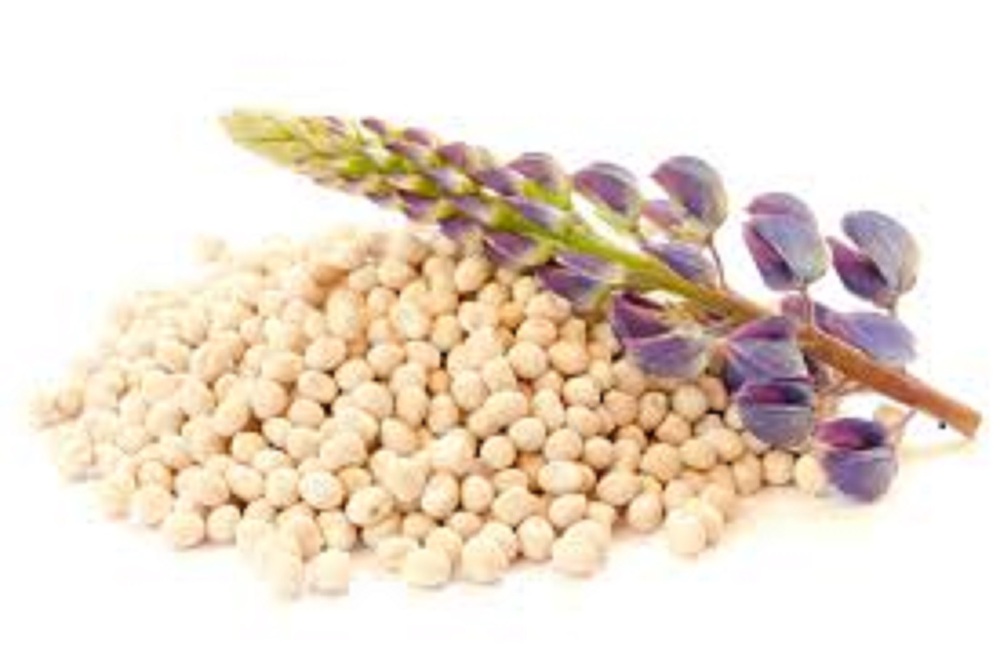 Lupin protein