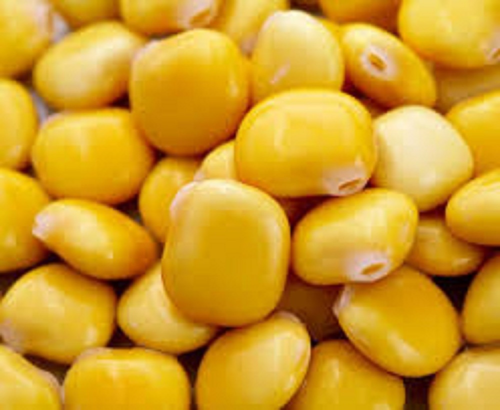 Lupin protein
