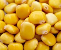 Lupin protein