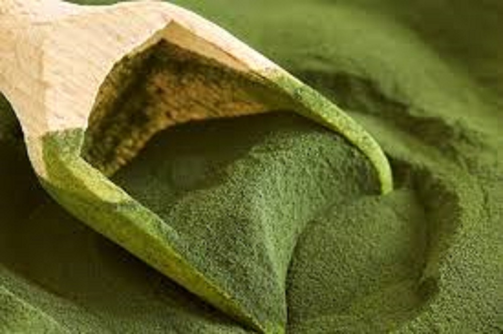 Algae protein