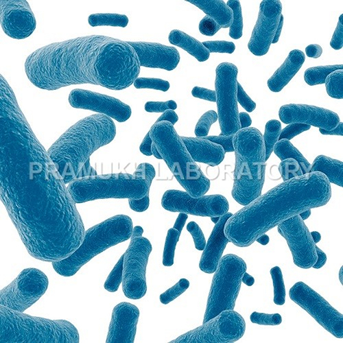Bacterium Paratyphi Testing Services