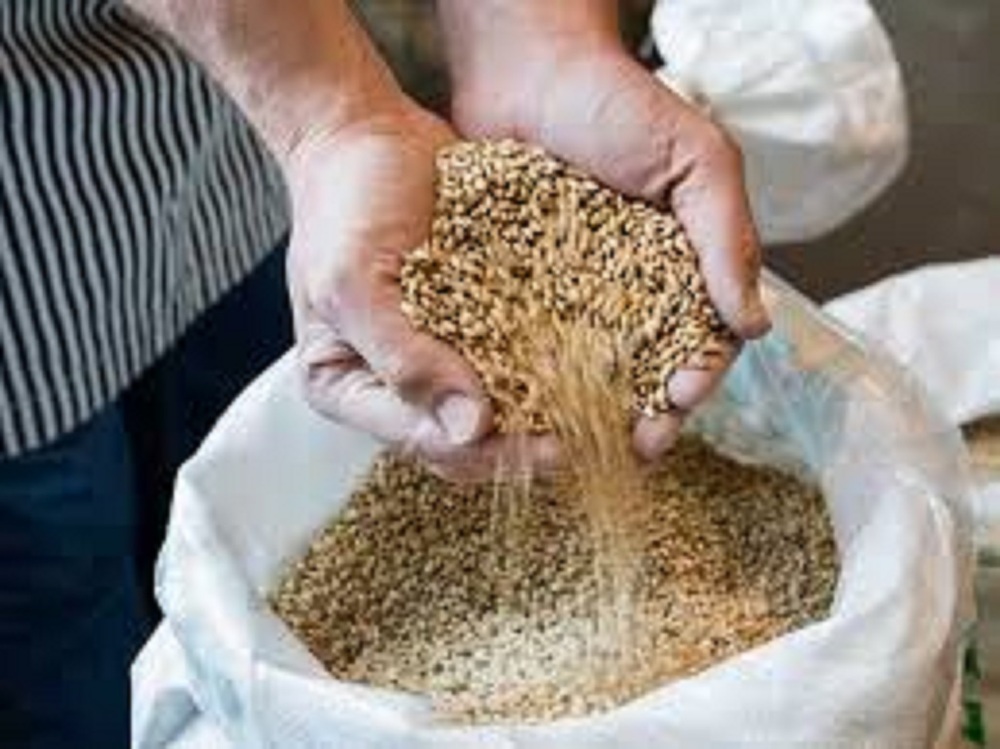 Barley protein