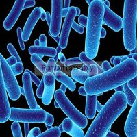 Pasteurella Testing Services