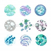 Streptococcus Agalactiae Testing Services